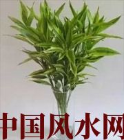 龙潭十二生肖养什么植物最旺财运？你知道吗！